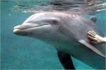 Christian Bulwa Delfin